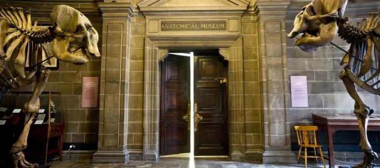 Anatomy Museum