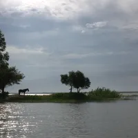 A horse stranded on an island