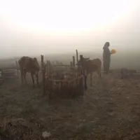 Cows in the haze, Bangladesh 