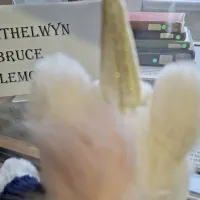 A fluffy unicorn toy wearing a navy sweater looks into a display case about Ethelwyn Bruce Lemon