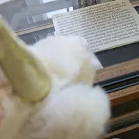 A fluffy unicorn toy looks into a display case