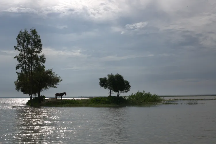 A horse stranded on an island