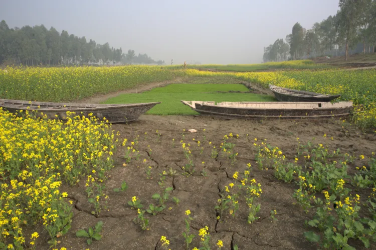 Boats in a dried field, Bangladesh 