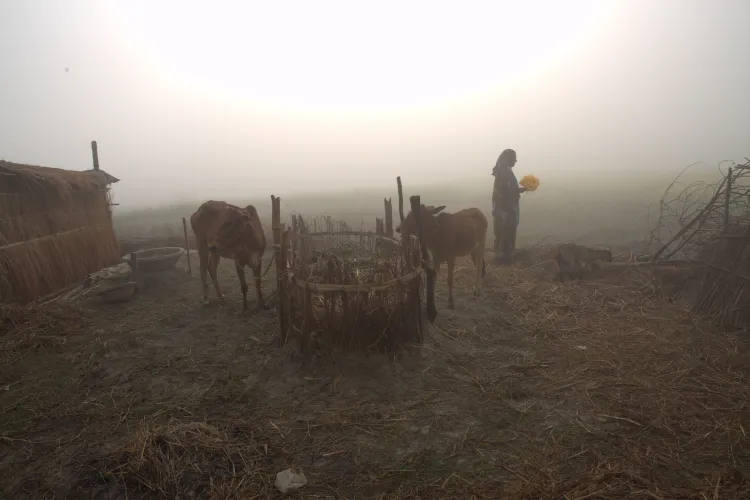Cows in the haze, Bangladesh 