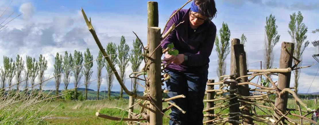 Reconstructing a prehistoric wattle screen and turf wall at Errol, Perthshire, for the un-melting landscape art project.