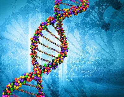 HCA DNA double helix